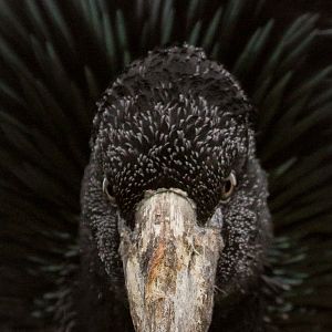 African openbill : Cotswold WP : 08 Apr 2016