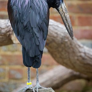 African openbill : Cotswold WP : 08 Apr 2016