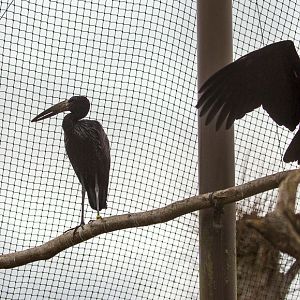 African openbill : Cotswold WP : 08 Apr 2016