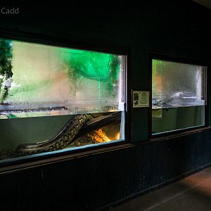 Green anaconda (exhibit) : Cotswold WP : 08 Apr 2016