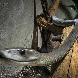 Black mamba : Cotswold WP : 08 Apr 2016