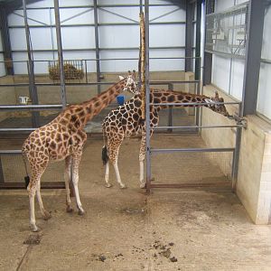 View inside Giraffe House