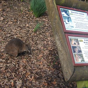 Parma Wallaby and sign