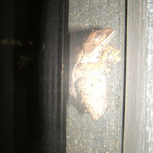 Peacock Tree Frog (Leptopelis vermiculatus)