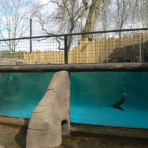 View of Refurbished Humboldt Penguin Pool Underwater Viewing - 9 April 2016