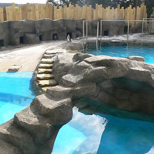 View of Most of the Newly Refurbished Humboldt Penguin Enclosure - 9 April
