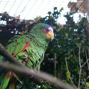 White-fronted Amazon - 9 April 2016