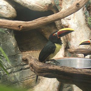 Green Aracari