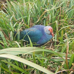 Purple Swamphen (Porphyio porphyio poliocephalus)