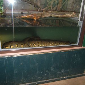 Green Anaconda