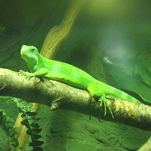 Fiji Short-crested Iguana (Brachylophus bulabula)