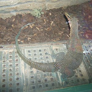 Peach-throated Monitor