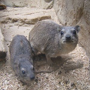 Arabian Rock Hyrax