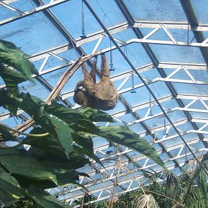 Linne`s Two-toed Sloth