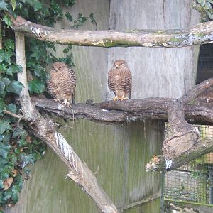 White-eyed Kestrel (Falco rupicoloides)