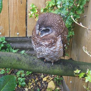Woodfords Owl (Strix woodfordi)
