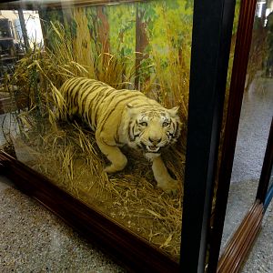 Natural History Gallery : Norwich Castle Museum : 26 Mar 2016