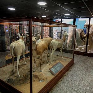 Natural History Gallery : Norwich Castle Museum : 26 Mar 2016