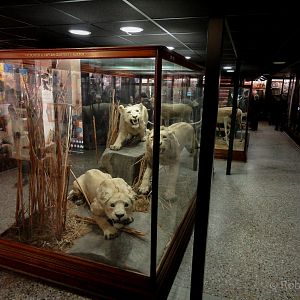 Natural History Gallery : Norwich Castle Museum : 26 Mar 2016