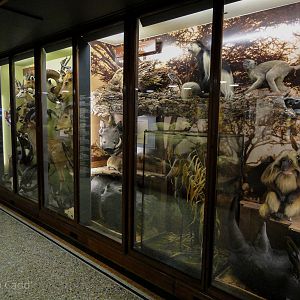 Natural History Gallery : Norwich Castle Museum : 26 Mar 2016