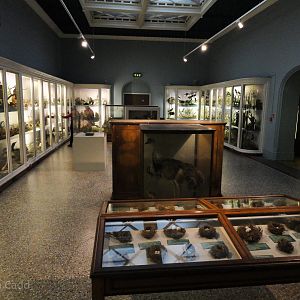 British Birds Gallery : Norwich Castle Museum : 26 Mar 2016