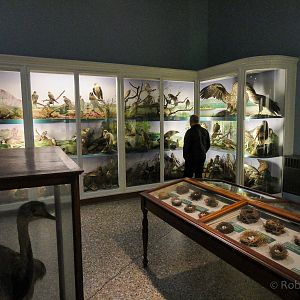 British Birds Gallery : Norwich Castle Museum : 26 Mar 2016