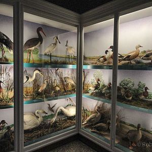 British Birds Gallery : Norwich Castle Museum : 26 Mar 2016