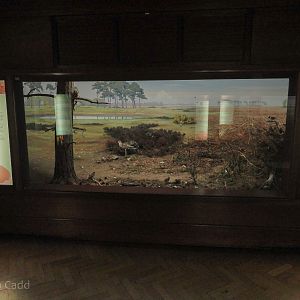 Ted Ellis Room : Norwich Castle Museum : 26 Mar 2016