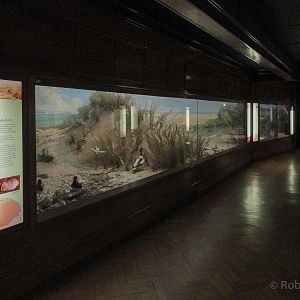 Ted Ellis Room : Norwich Castle Museum : 26 Mar 2016