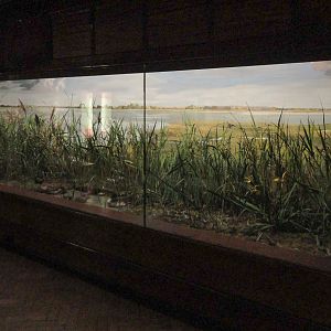 Ted Ellis Room : Norwich Castle Museum : 26 Mar 2016