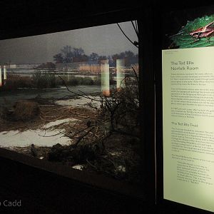 Ted Ellis Room : Norwich Castle Museum : 26 Mar 2016