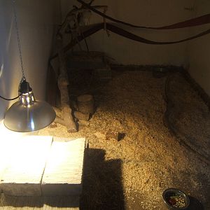 Gambian Pouched Rat exhibit