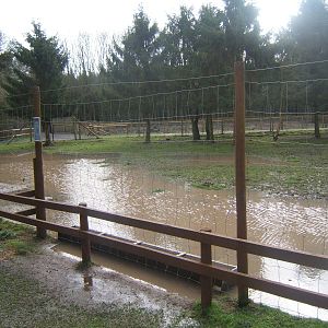 Flooded Fallow Deer enclosure