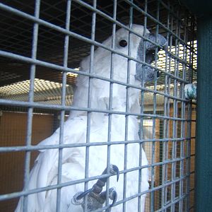 Blue-eyed Cockatoo