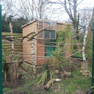 New Cotton-top Tamarin Housing in the Agouti enclosure