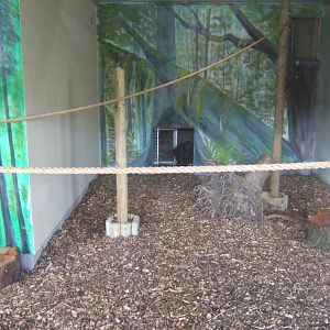 Sulawesi Macaque House