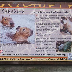 Very dangerous Capybara