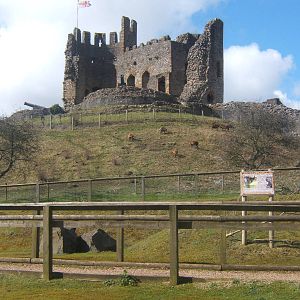 Cameroon Sheep around the Castle