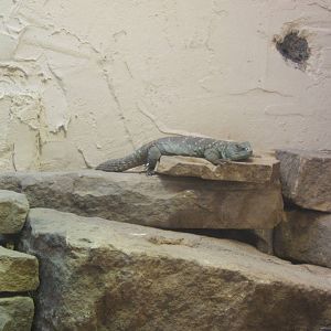 Eyed Dabb Lizard (Uromastyx ocellata)