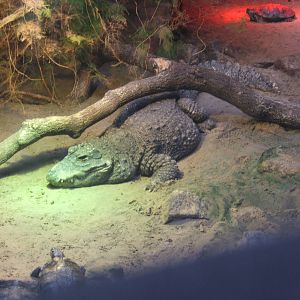 West African Dwarf Crocodile