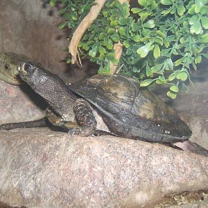 Coahuilan Box Turtle and Prehensile-tailed Skink