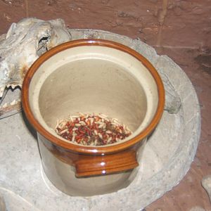 Green Bottle maggots