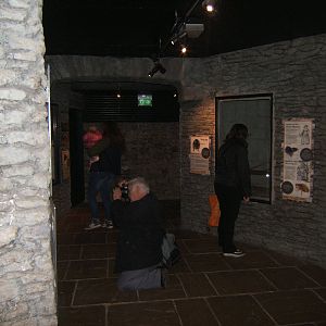 Castle Creatures indoor