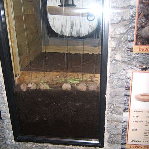 Earthworm exhibit