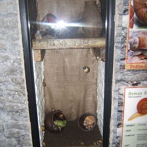 Roman Snail exhibit