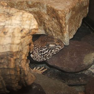 Mojave Black-collared Lizard (Crotaphytus bicinctores)