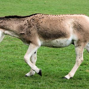 Onager; Whipsnade; 9th April 2016