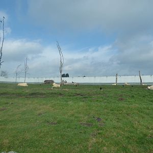 White Lion Enclosure
