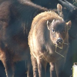 Lowland Anoa Calf, Darcy