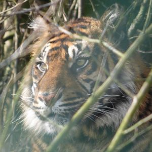 Sumatran Tiger